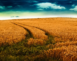 Wheat-Field